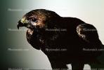Juvenile Bald Eagle, ABFV01P03_01