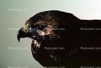 Juvenile Bald Eagle, ABFV01P03_02