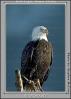 Bald Eagle, Homer, Alaska, ABFV01P03_10