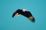 Bald Eagle, Homer, Alaska, ABFV01P03_12.0354