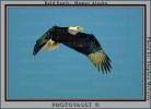 Bald Eagle, Homer, Alaska, ABFV01P03_12