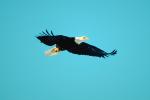 Bald Eagle, Homer, Alaska, ABFV01P03_13.0354