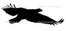 Bald Eagle silhouette, Feathers, Panorama, logo, ABFV01P03_13BM