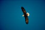 Bald Eagle, Homer, Alaska, ABFV01P03_15.3339