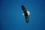 Bald Eagle, Homer, Alaska