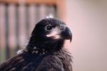 Juvenile Bald Eagle, ABFV01P04_01.3339