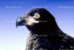 Juvenile Bald Eagle, ABFV01P04_07.0150