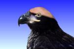 Juvenile Bald Eagle, ABFV01P04_07B