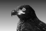 Juvenile Bald Eagle, ABFV01P04_07BW