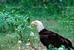 Bald Eagle, Alaska, ABFV01P04_11