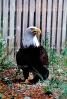 Bald Eagle, Alaska, ABFV01P04_12