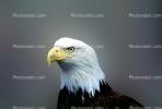 Proud Bald Eagle, Alaska, ABFV01P04_16