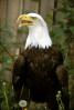 Bald Eagle, Alaska, ABFV01P04_17