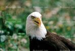 Bald Eagle, Alaska, ABFV01P04_19