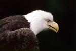 Bald Eagle, Alaska, ABFV01P05_02