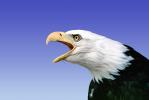 Screaming Bald Eagle, Alaska