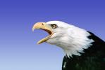 Eagle, Bald Eagle, ABFV01P05_03