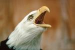 Angry Screaming Bald Eagle, Alaska