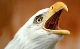 Angry Screaming Bald Eagle, Alaska, ABFV01P05_04B