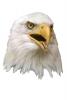 Bald Eagle head, beak, object, photo-object, cut-out, cutout