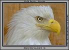 Proud Bald Eagle, Alaska, ABFV01P05_14B