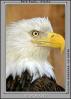 Bald Eagle, Alaska, ABFV01P05_15