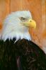 Bald Eagle, Alaska