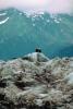 Bald Eagle, Alaska, ABFV01P05_17.3339
