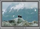 Bald Eagle, Alaska, ABFV01P05_19.0354