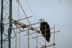 Bald Eagle, Homer Alaska, ABFV01P06_03.3339