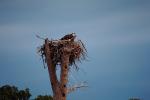 Eagle Nest, Trees, ABFV01P07_07.3339