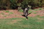 Wedge Tailed Eagle, Talons, flight, flying, Feathers, ABFV01P07_12.3339