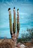 Vultures on a Cactus, Baja California Sur, ABFV01P07_13.2565
