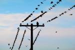 Birds roosting on a power line, Gray Lodge, California, ABFV01P07_15.3339