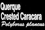 Crested Caracara, (Polyborus plancus)
