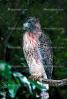 Red Tailed Hawk, (Buteo jamaicensis), ABFV01P08_07.2565
