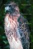 Red Tailed Hawk, (Buteo jamaicensis), ABFV01P08_07B.2565
