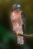 Red Tailed Hawk, (Buteo jamaicensis), ABFV01P08_10.3339