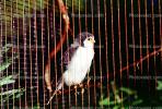 African Pygmy Falcon, native to Eastern and Southern Africa, ABFV01P09_03