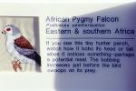 African Pygmy Falcon, ABFV01P09_04