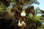 Bald Eagle, feathers