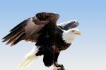 Proud Bald Eagle, feathers, wings, ABFV01P10_05B