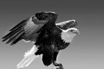 Bald Eagle, feathers, ABFV01P10_05BWB