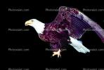 Bald Eagle, ABFV01P10_16