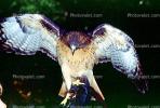 Red-Tail Hawk, ABFV01P11_09