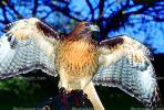 Red-Tail Hawk