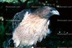 Red-Tail Hawk, ABFV01P12_06