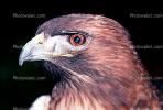 Red-Tail Hawk, ABFV01P12_10