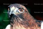 Red-Tail Hawk, ABFV01P12_11