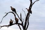 Vultures in a tree